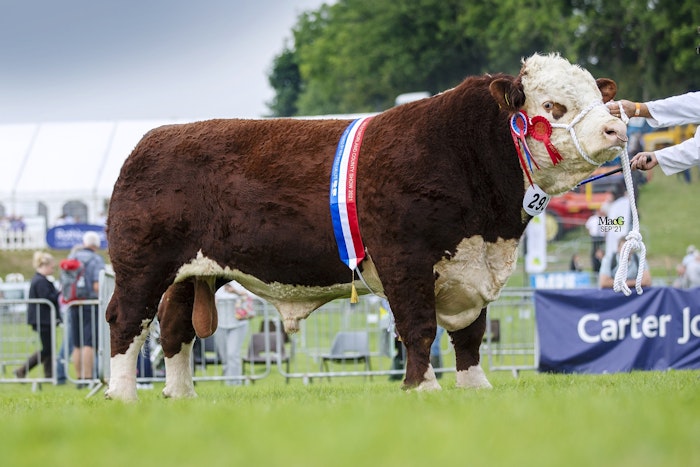 Beef Sires