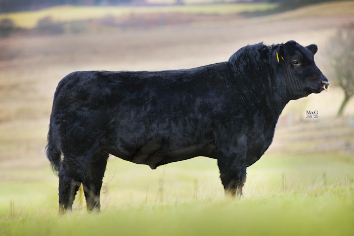 Beef for Dairy Sires