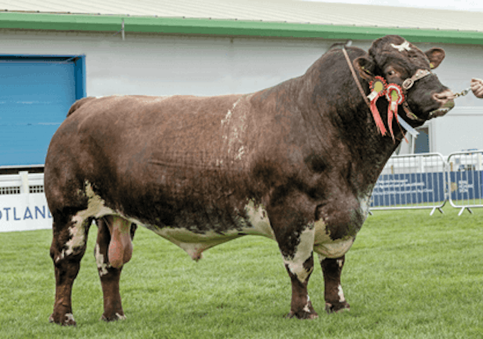 Vale Meadows Flossy's CAVALIER (P)