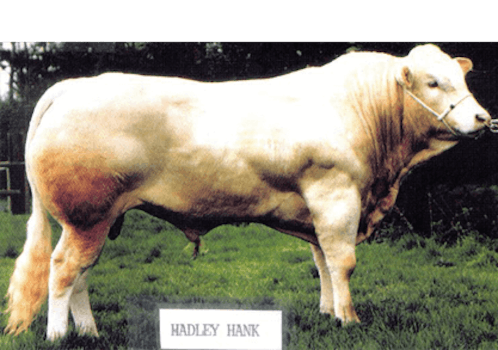 Hadley HANK