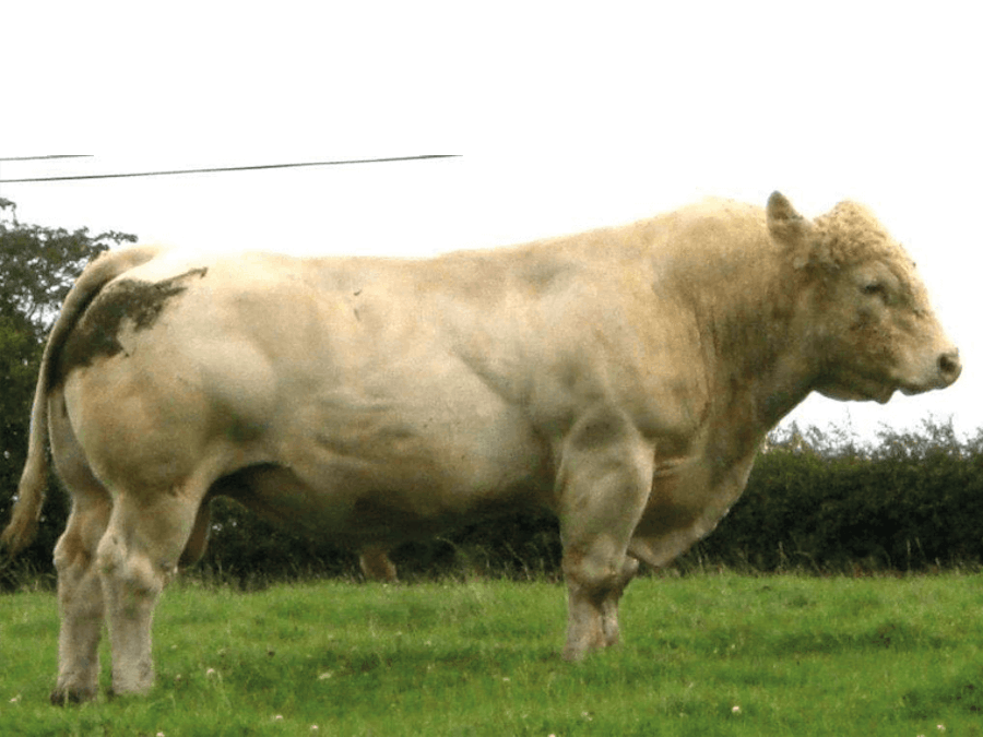 Piperhaywood BRUTUS (P)