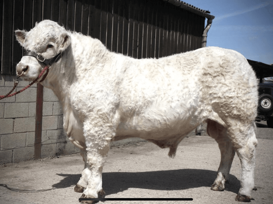 Roundshill RIKKI (P) at 21 months of age