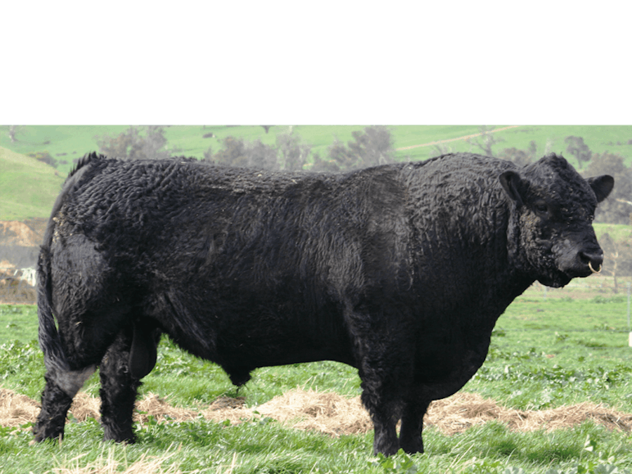 Southern Cross EL TORO