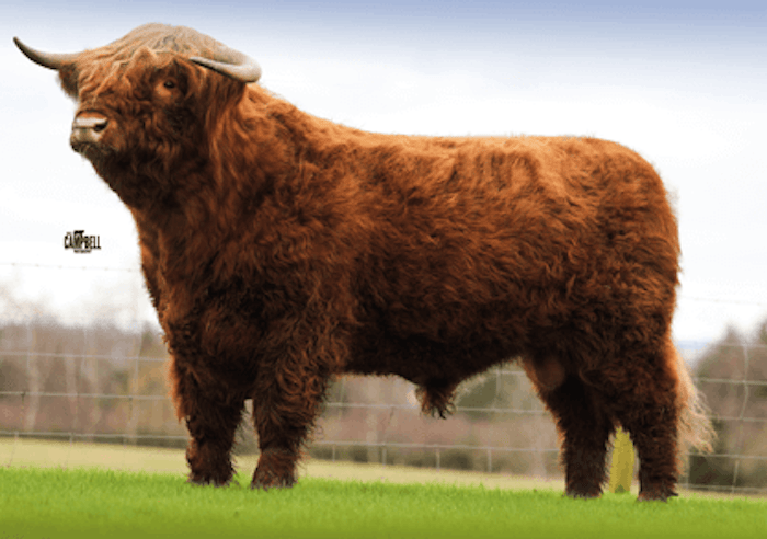 ANGUS OG of Cnoc Na Sith sexed