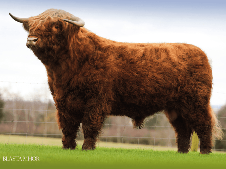 Angus Og of Cnoc Na Sith
