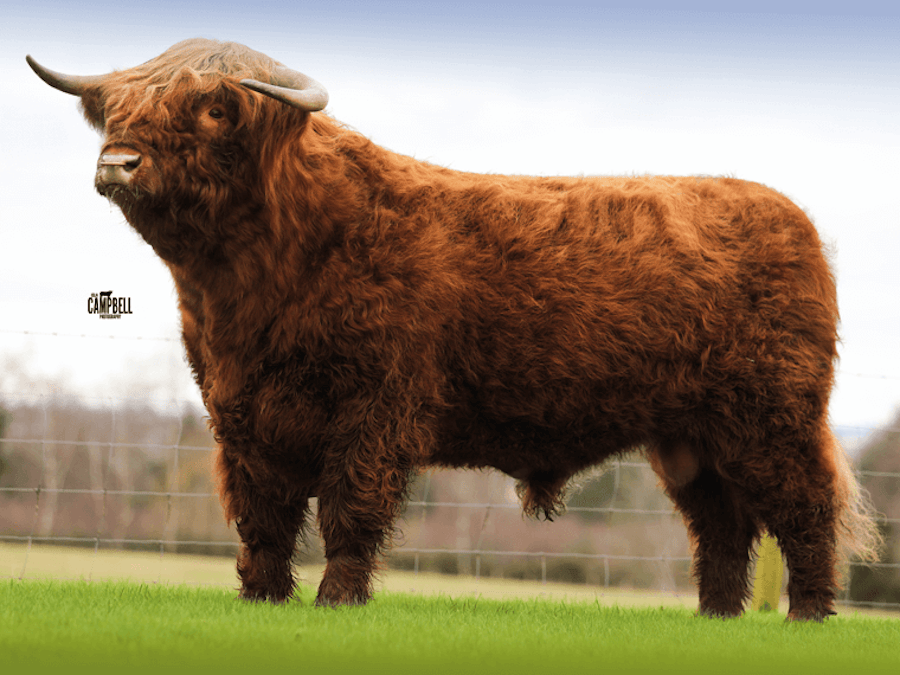 Angus Og of Cnoc Na Sith