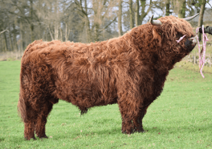 CEANNARD 2nd of Stockley sexed (female)