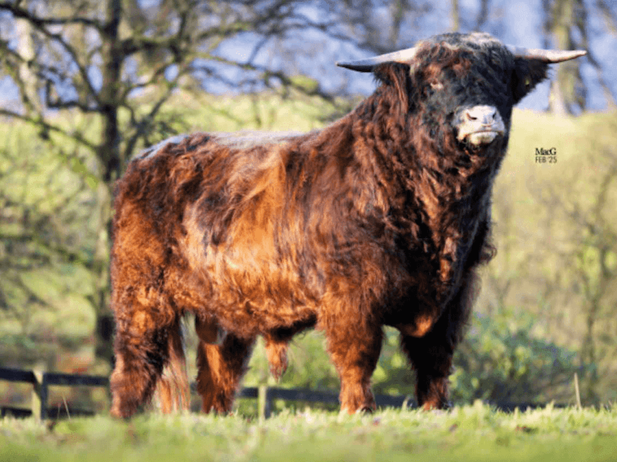 CRUACHAN MIN of Cladich