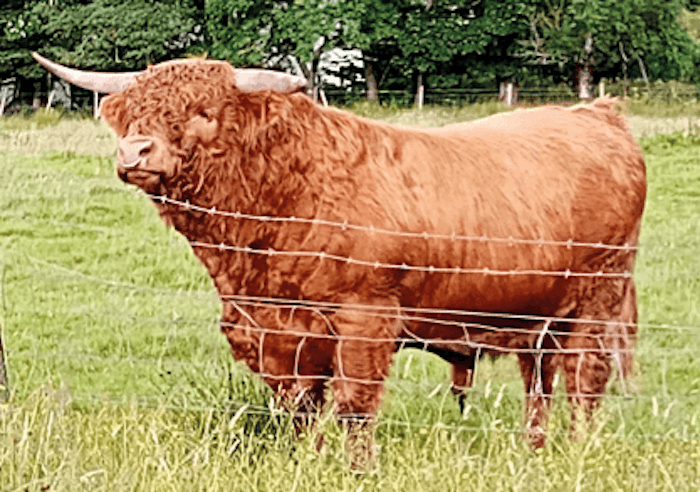LACHLAN of Callachally sexed (female)