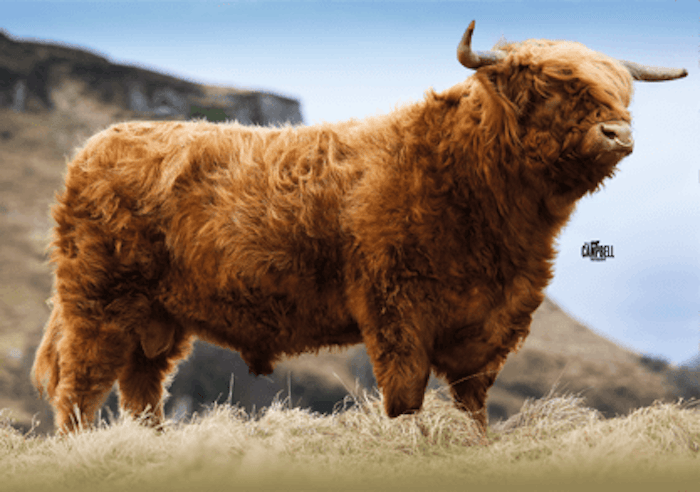 LACHLAN of Callachally