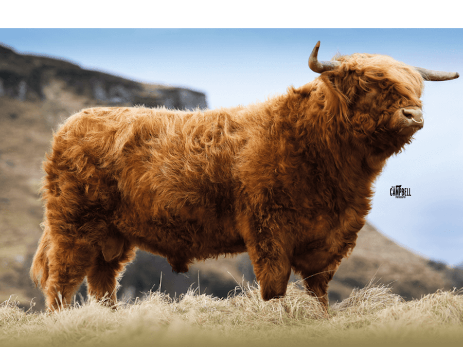 LACHLAN of Callchally