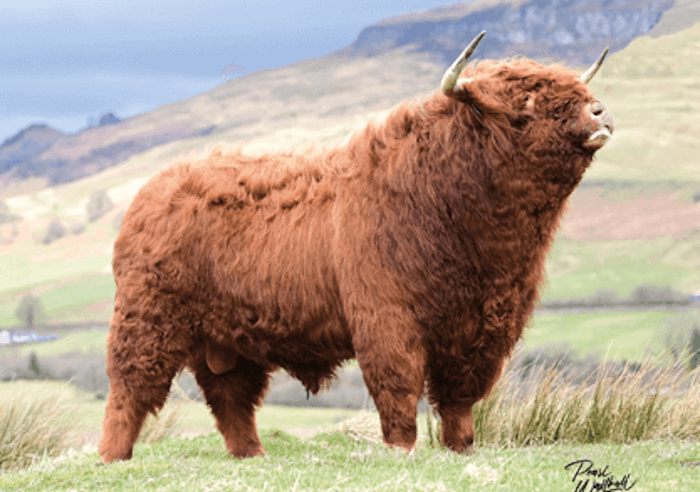 SEAMUS of Benmore