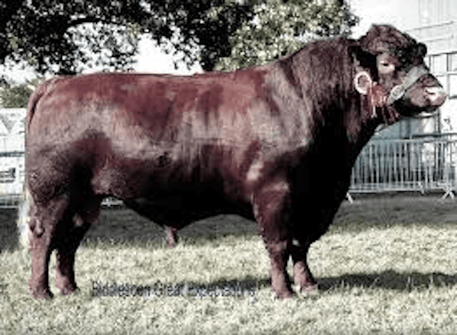 Biddleden GREAT EXPECTATIONS