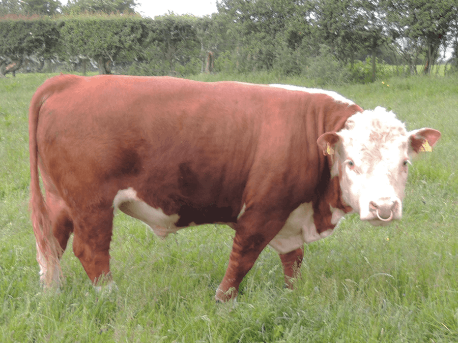 Chater Valley CHARLIE AI ET (Imp CAN) {DLF IEF HYF}