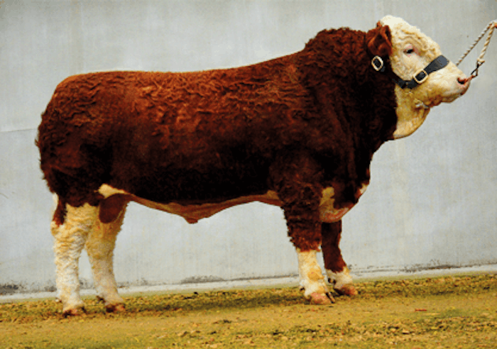 Corskie COPPER