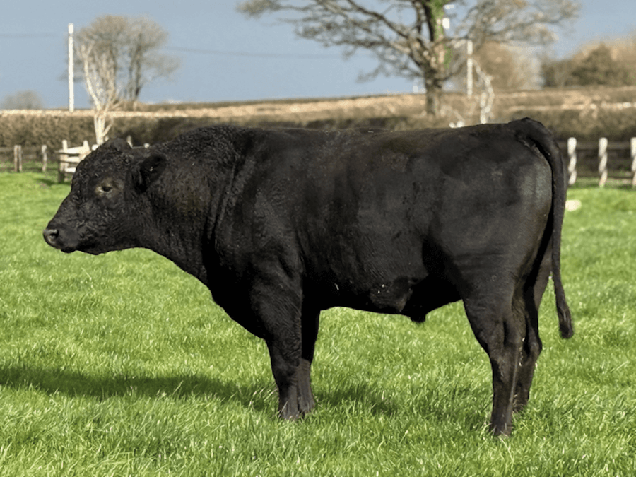 Talacharn FFREDI 3026 (ET)