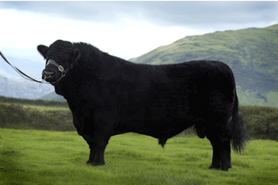 Gwern-Cynyddion RHYS 37th