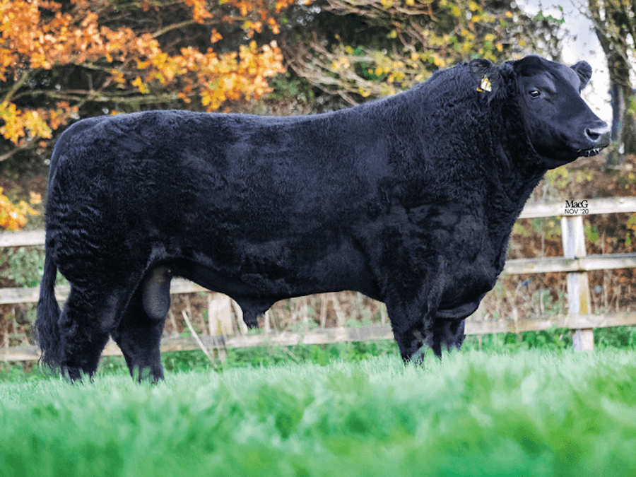 Blelack LORD BLACKTHORN S825