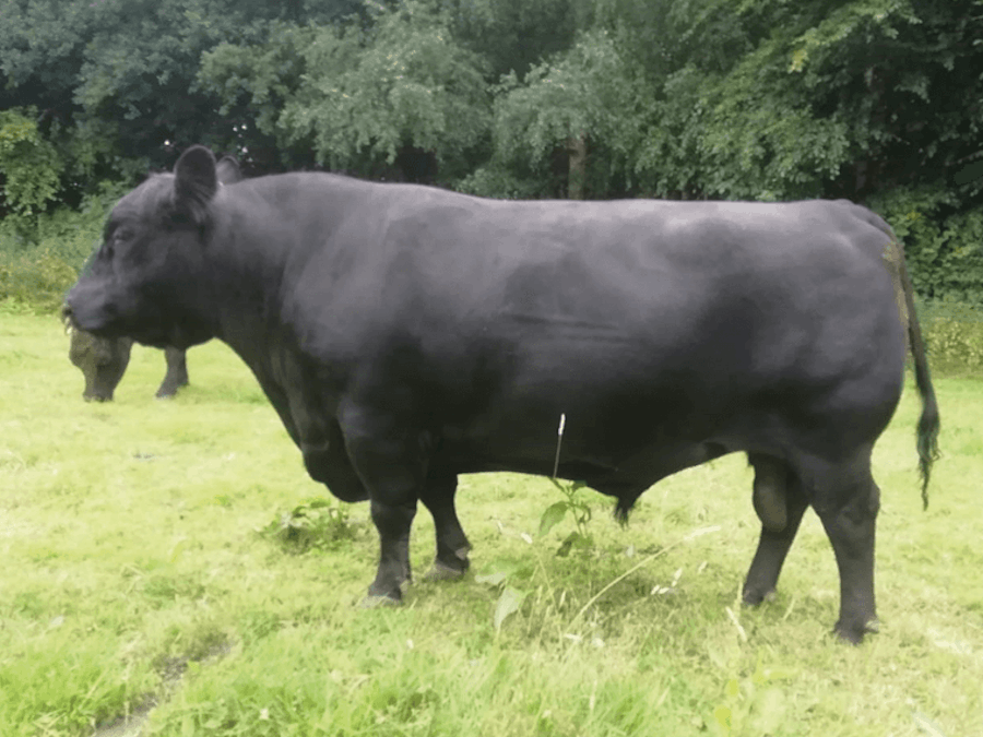 Champagne Crake BARON R466