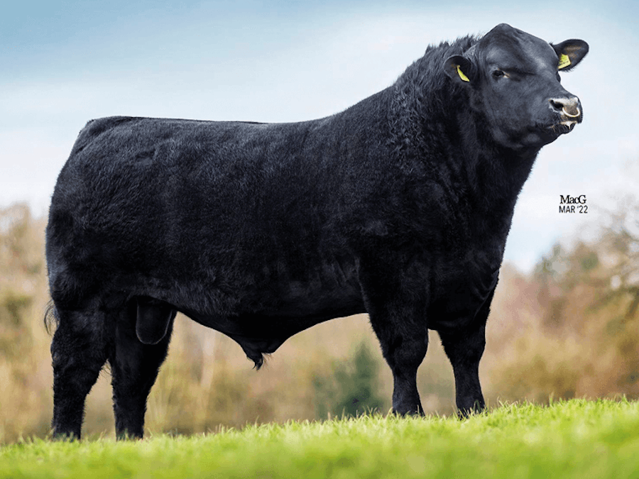 Morpheus KODIAK W068