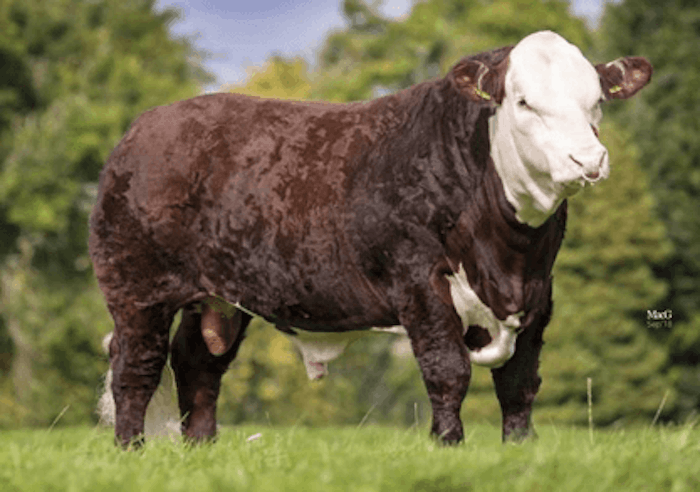 Cornriggs 1 KNIGHT RIDER