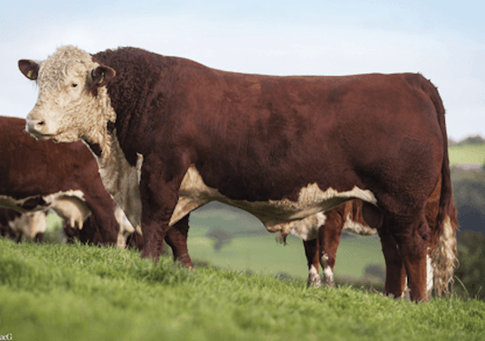 Moeskaer MAGNUM 1404