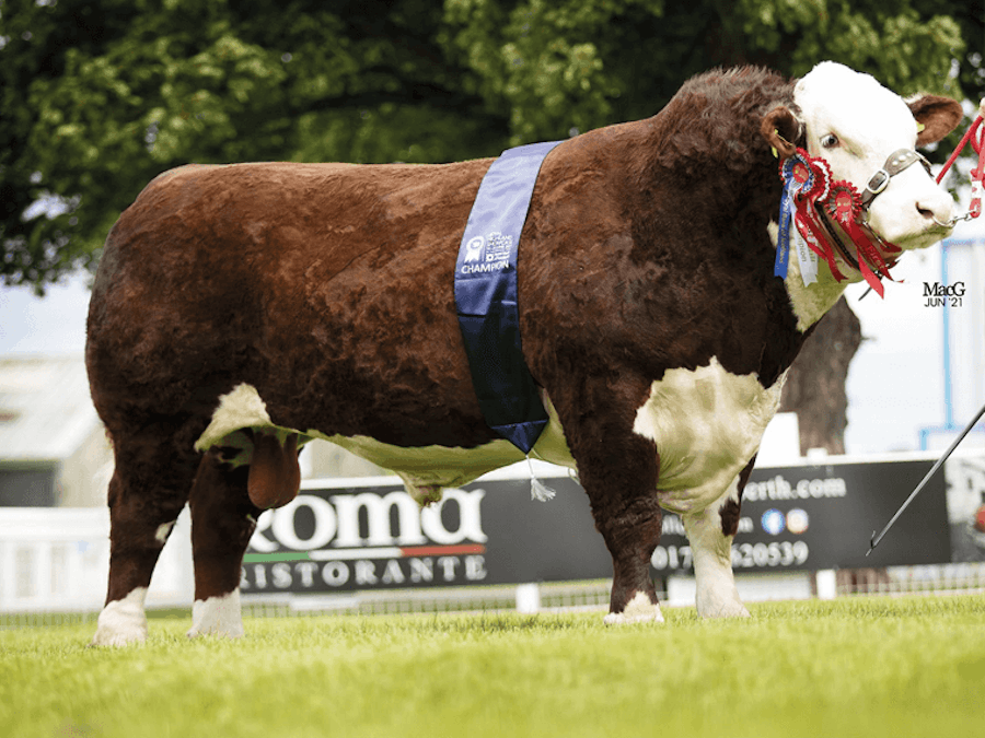 Moralee 1 REBEL KICKS, Breed & Interbreed Campion at the 2021 Royal Highland Show