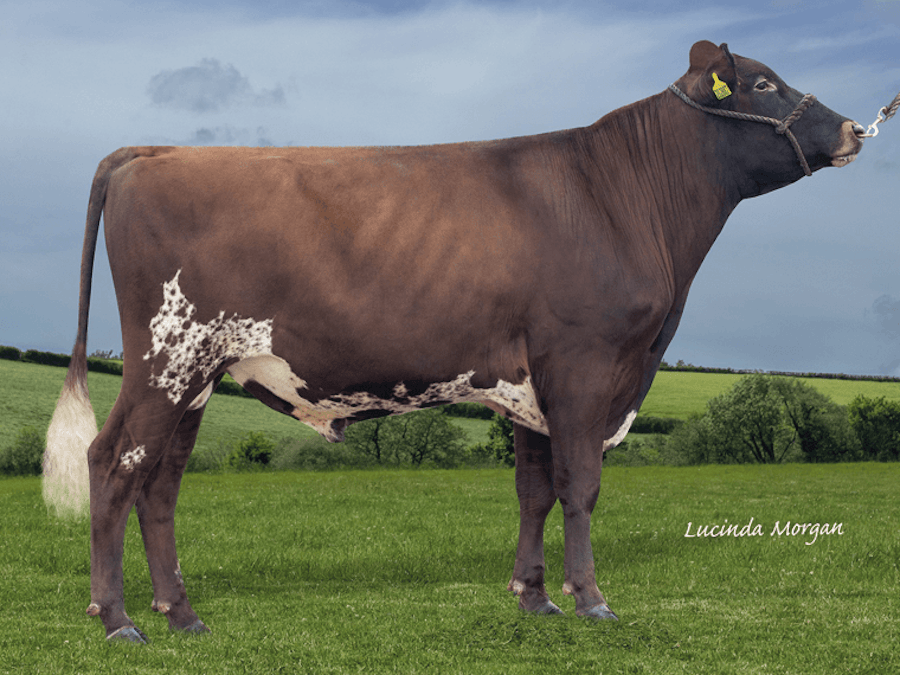 Marleycote Progression