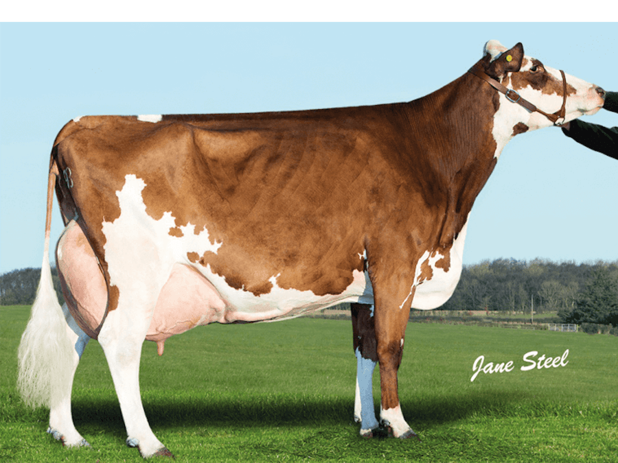 Carnell Snowdrop 258 LP100 EX94(7) is Legend's dam