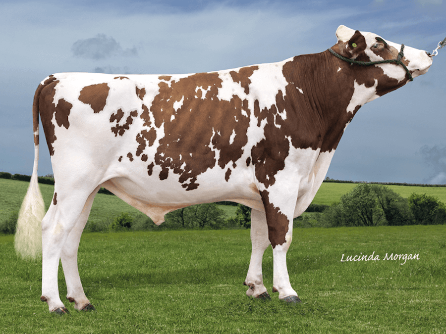 Marleycote Snowdrop Legend