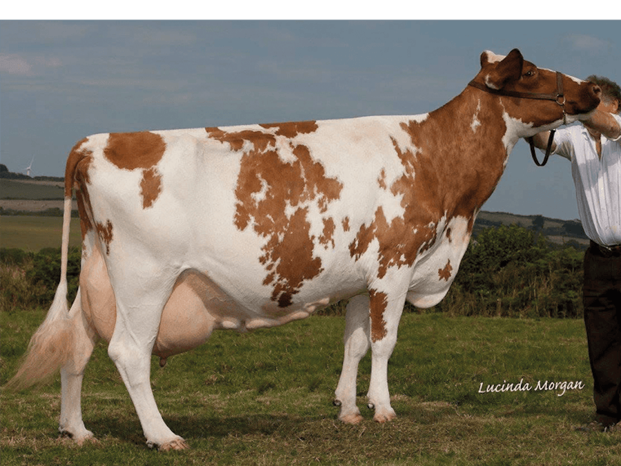 Rosehill Magenta 9* LP100 EX94(9) is Mickwell's paternal grand dam