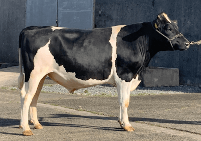 Morcourt KEREVI