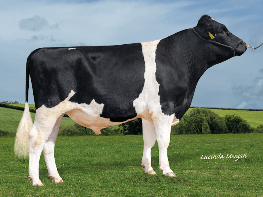 Oakalby BREAKAWAY BFE90
