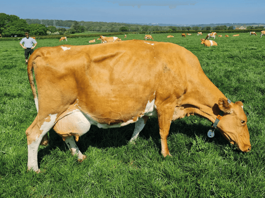 Briddlesford Levis Daffodail VG85 is RUPERT's dam
