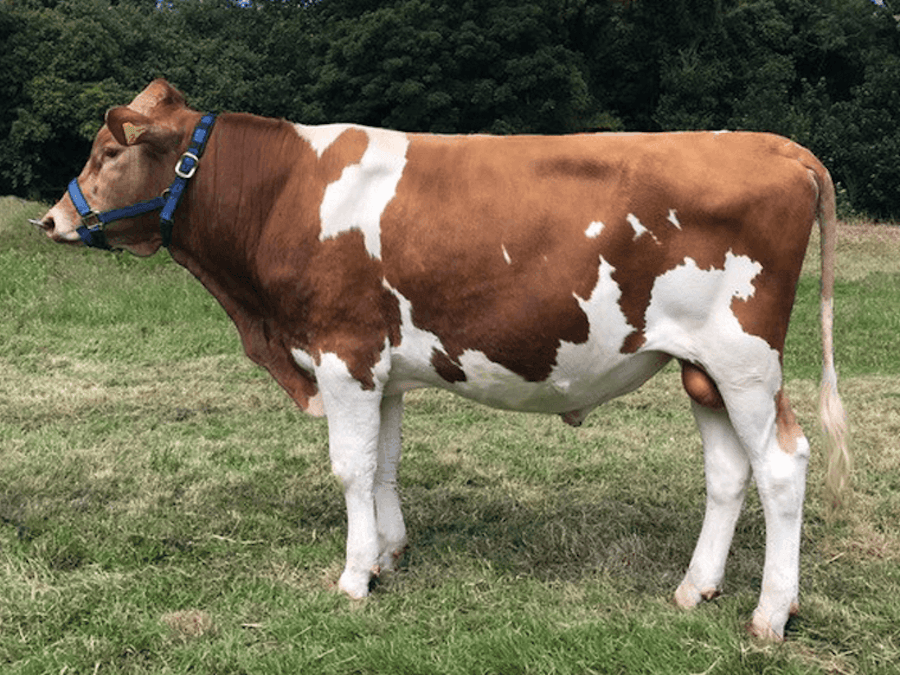 Les Jaonnets Alicias NEPTUNE