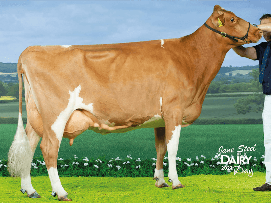 Tredinney Rider Bunty 13 EX94(3) is the dam of Tredinney Novak Bountiful