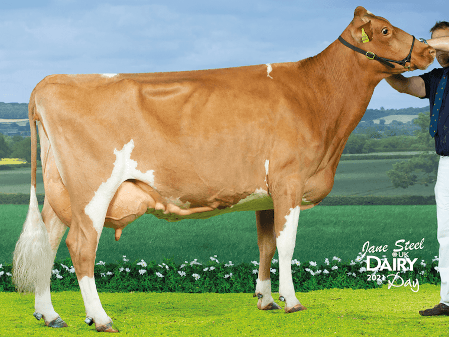 Tredinney Rider Bunty 13 EX94(3) is BUSTER P's maternal grand dam