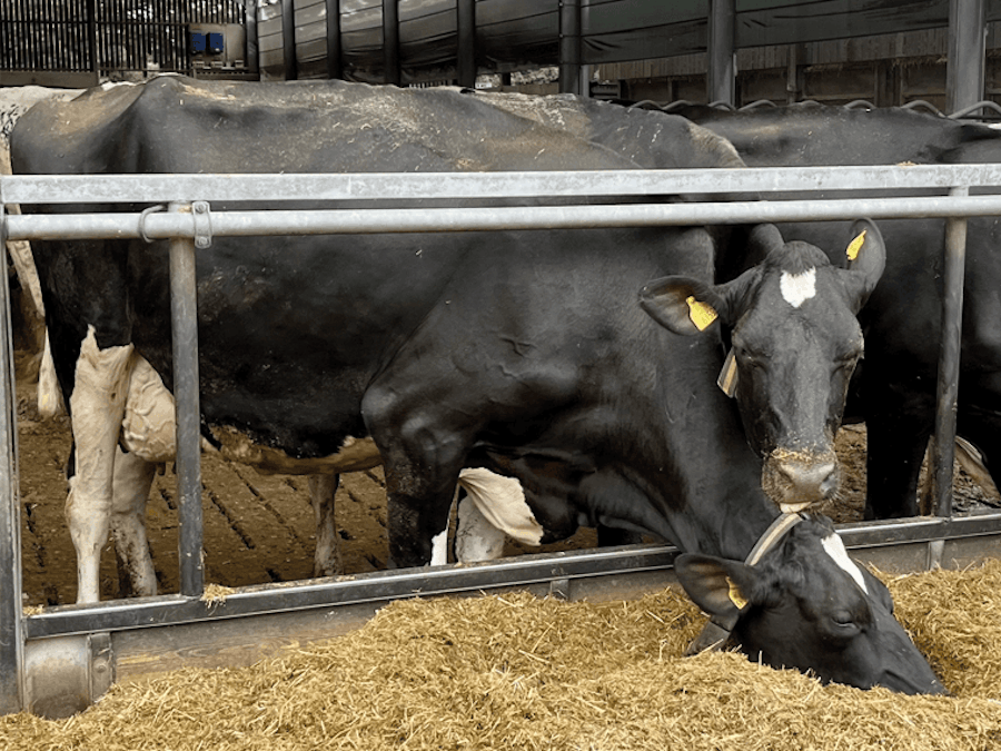 DOCTOR WHO's dam is Kirkblythe Lineman Maestro Dolly SP VG86