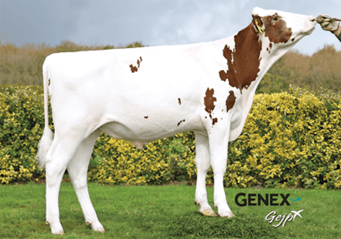 Koepon MARBLE RED sexed