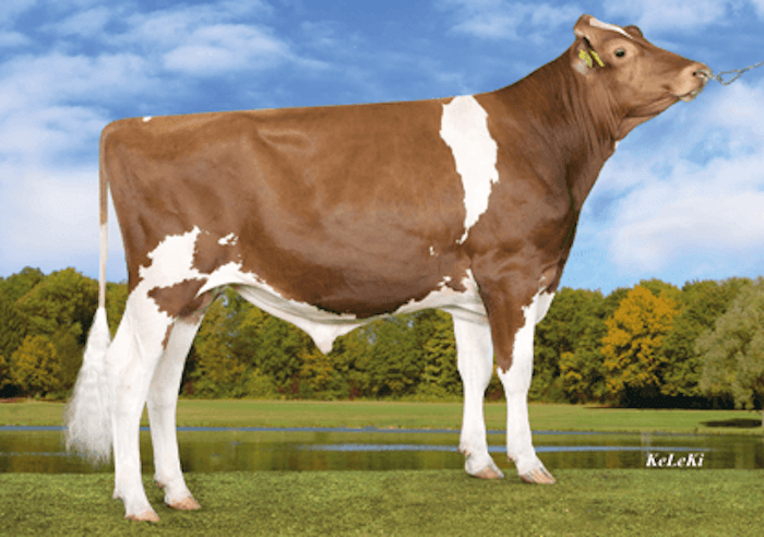 Red Rocks MASK RED sexed