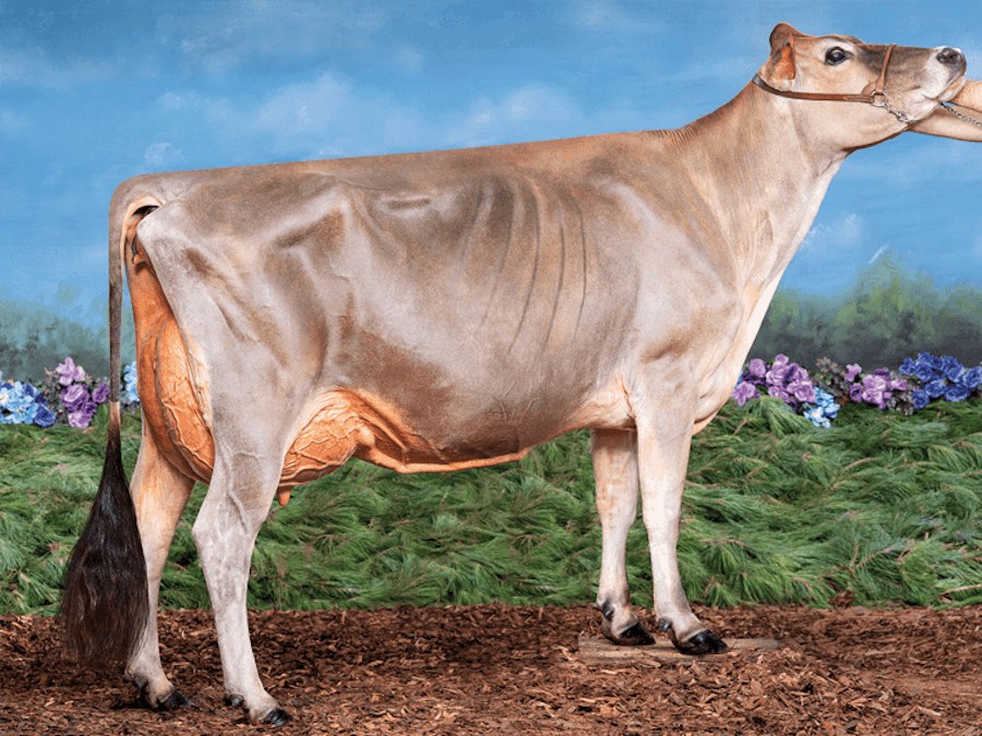 Wallacedale Matt Madge EX91 is GADGET's dam